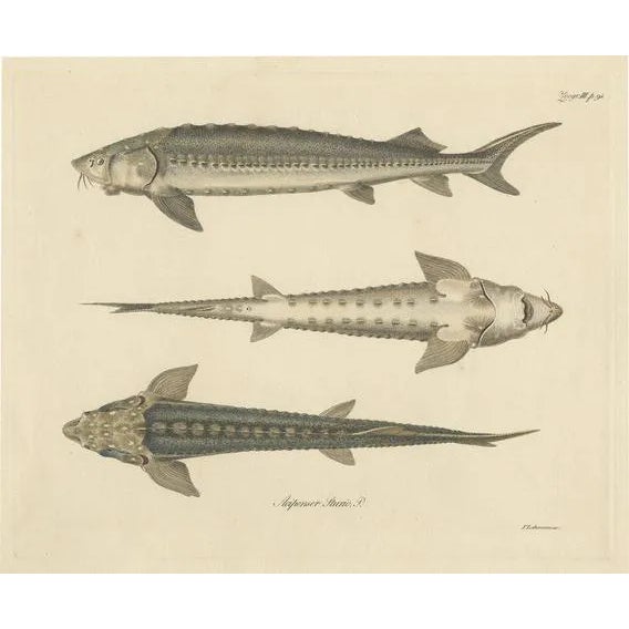 Illustration of the European Sea Sturgeon or the Atlantic or Common Sturgeon, 1860, Print For Sale
