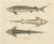 Illustration of the European Sea Sturgeon or the Atlantic or Common Sturgeon, 1860, Print For Sale