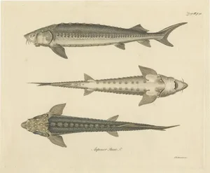 Illustration of the European Sea Sturgeon or the Atlantic or Common Sturgeon, 1860, Print