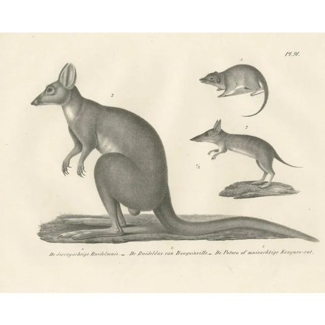 C.C. G. Zool., Marsupials Showing the Potoroo and Kangaroo Rat, 1836, Lithograph For Sale - Image 6 of 10