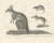 C.C. G. Zool., Marsupials Showing the Potoroo and Kangaroo Rat, 1836, Lithograph For Sale - Image 6 of 10