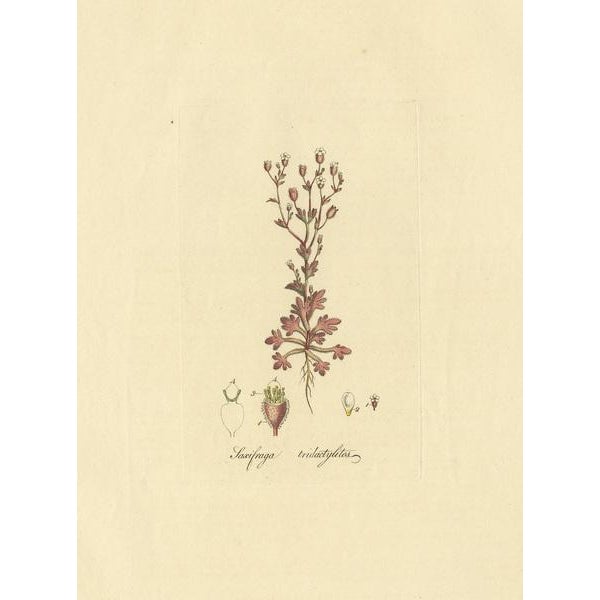 Antique botany print titled 'Saxifraga Tridactylites'. Hand colored engraving of saxifraga tridactylites, also known as...