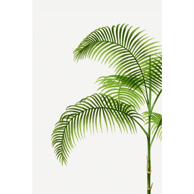 Vintage Palm Tree Illustration, Botanical Art Print Reproduction, 24" X 36" For Sale In Buffalo - Image 6 of 9