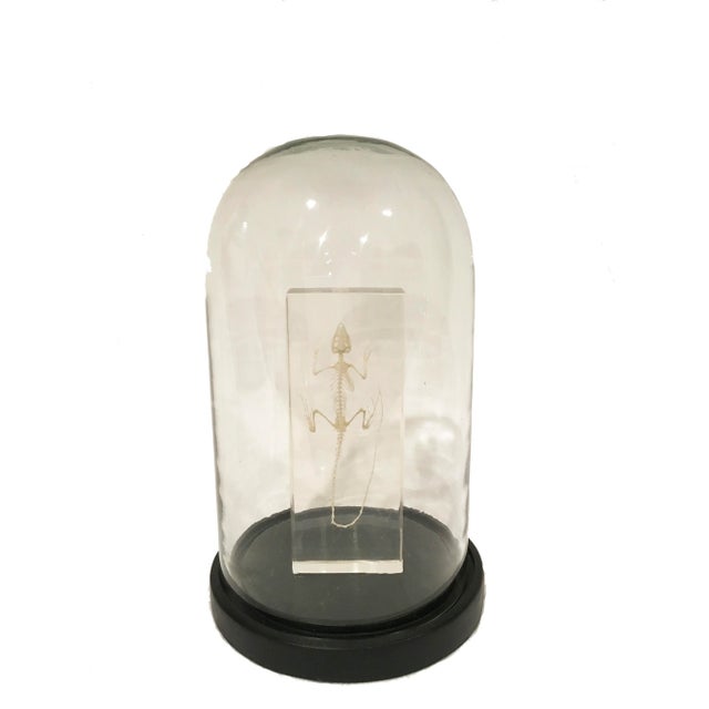 Contemporary Lizard Skeleton in Lucite in Glass Dome For Sale - Image 3 of 3