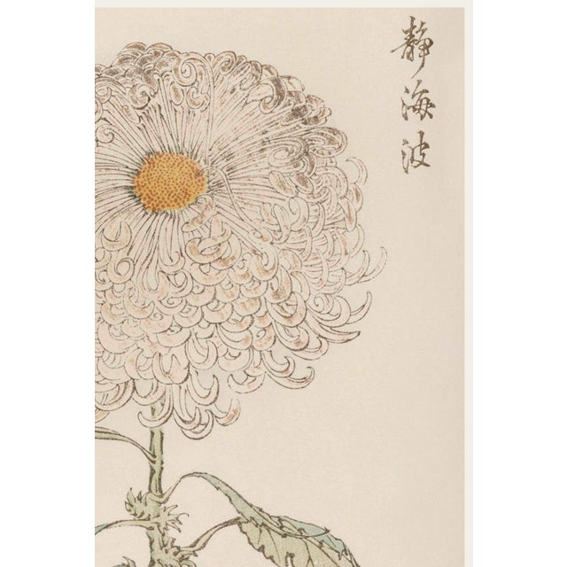 Japanese White Pompon Mum by Hasegawa, Vintage Japanese Botanical Art Print, 20" X 30" For Sale - Image 3 of 9