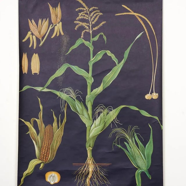 Botanical Corn Wall Chart by Jung, Koch, & Quentell for Hagemann, 1960s, in Good conditions. Designed 1960 to 1969 This...