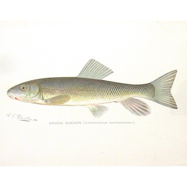 Mid-Century Modern Set of 3 Original Antique Denton Framed Fish Prints C. 1900 For Sale - Image 3 of 6