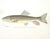 Mid-Century Modern Set of 3 Original Antique Denton Framed Fish Prints C. 1900 For Sale - Image 3 of 6