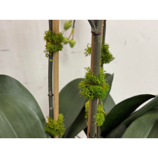 Winward Home Orchid in a Fishbowl For Sale - Image 10 of 12