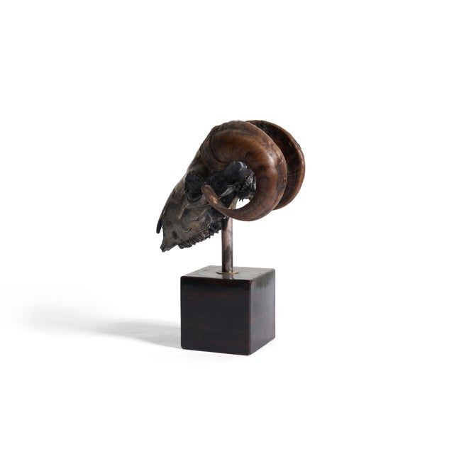 Ram's Skull Silver Plated For Sale In Chicago - Image 6 of 8