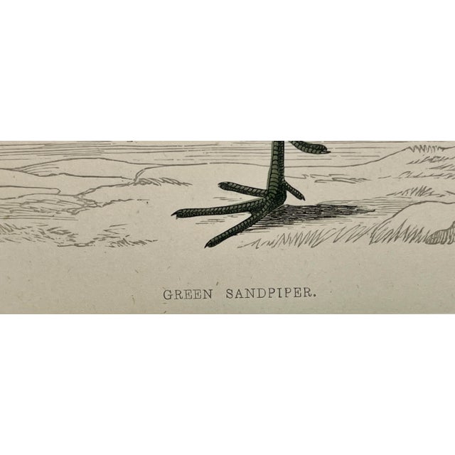 Gray Antique Bird Print From England Showcasing a Green Sandpiper - Circa 1880 For Sale - Image 8 of 10