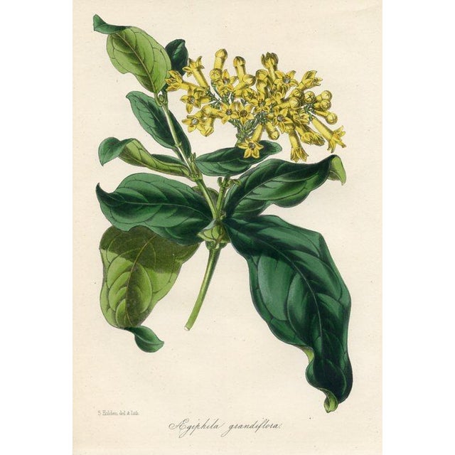 Original early 1800s hand colored botanical print that appeared in the "Magazine of Botany", a British horticultural...