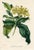 Original early 1800s hand colored botanical print that appeared in the "Magazine of Botany", a British horticultural...