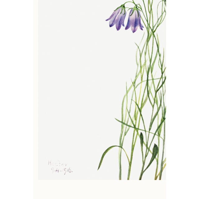Harebell, Vintage Botanical Art Print Reproduction by Mary Vaux Walcott, 24″ × 36″ For Sale - Image 9 of 10