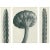 1928 Karl Blossfeldt Original Period Photogravure N28 of Cassiope Tetragona For Sale - Image 4 of 6