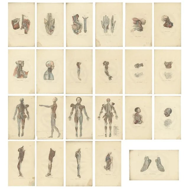 Anatomy Illustrations of The Nervous System, 1839, Prints, Set of 23 For Sale - Image 6 of 6
