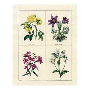 1829, Rose Botanical Print, the Botanic Garden, Original Antique Botanical Print, Engraving, Hand Colored, England