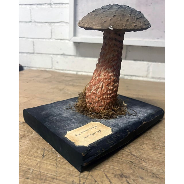 This charming example a Mushroom , circa early 1900, is probably intended as a scientific aid. Realistically designed and...