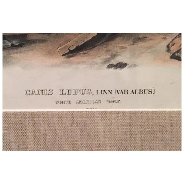 Printmaking Materials Antique 19th Century John James Audubon Large Folio Hand Colored Lithograph White American Wolf Philadelphia 1845 Plate 72 For Sale - Image 7 of 9