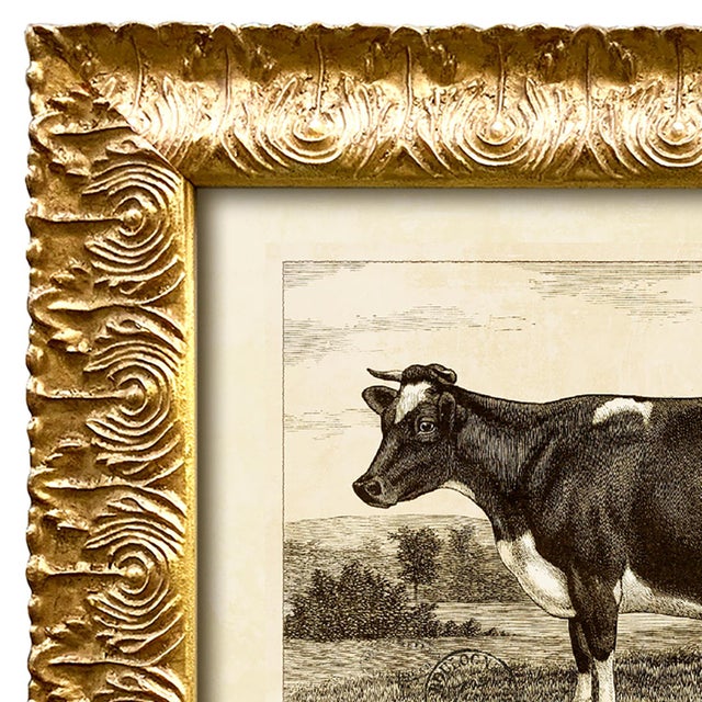 Reproduction Art Print of Vintage Holstein Cow (1) in Ornate Gold Frame For Sale - Image 4 of 5