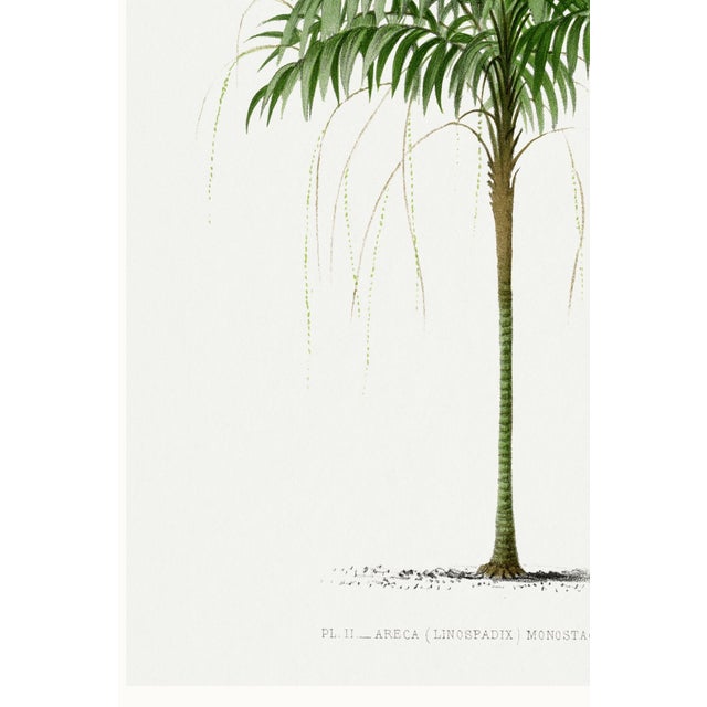 Royal Palm Study, Vintage Botanical Art Print Reproduction, 20" X 30" For Sale - Image 9 of 10