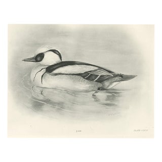 After Lilian Medland, Smew, 1909, Print For Sale