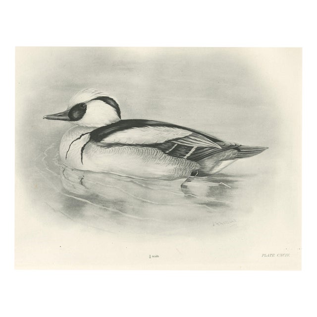After Lilian Medland, Smew, 1909, Print For Sale