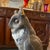 Mid-Century Modern Mid 20th Century Paper Mache Great Horned Owl Decoy Statue For Sale - Image 3 of 7