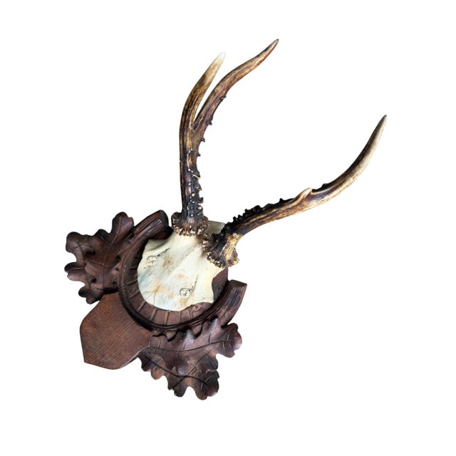 Cabin Roe Deer Trophy 220 Black Forest Antlers Mount For Sale - Image 3 of 5