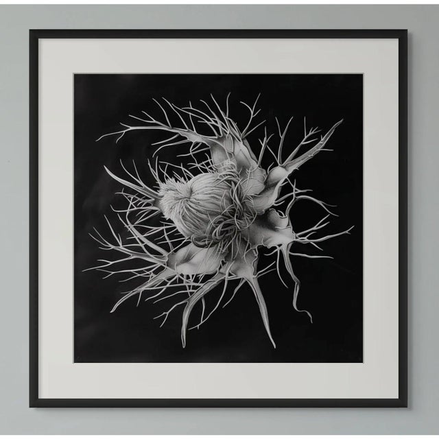 2020s 20" X 20" 'Devil in the Bush Flower' - Black and White Botanical Photography Print / Karl Blossfeldt For Sale - Image 5 of 5