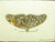 Pair of Antique English Framed Moth Paintings For Sale - Image 13 of 18