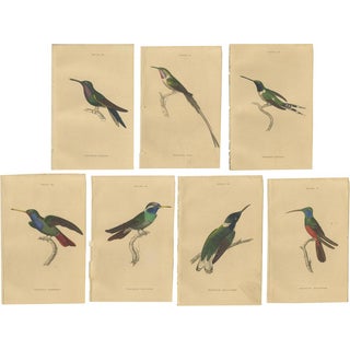 W. Jardine, Birds, 1837, Paper, Set of 7 For Sale