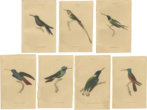 W. Jardine, Birds, 1837, Paper, Set of 7
