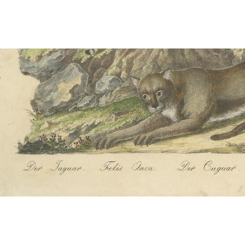 Karl Joseph Brodtmann, Jaguar & Cougar, 1816, Lithograph For Sale - Image 6 of 9