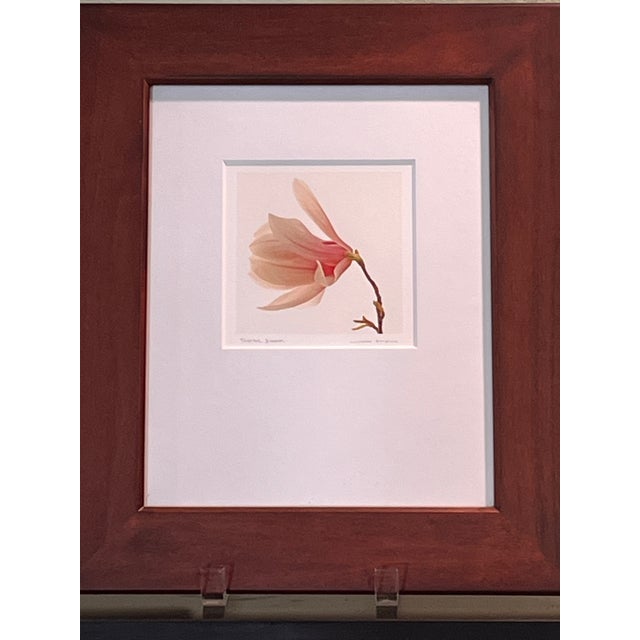 Original fine art botanical photograph titled "Tuliptree Blossom" by Vermont photographer Jon Olsen. Features a delicate...