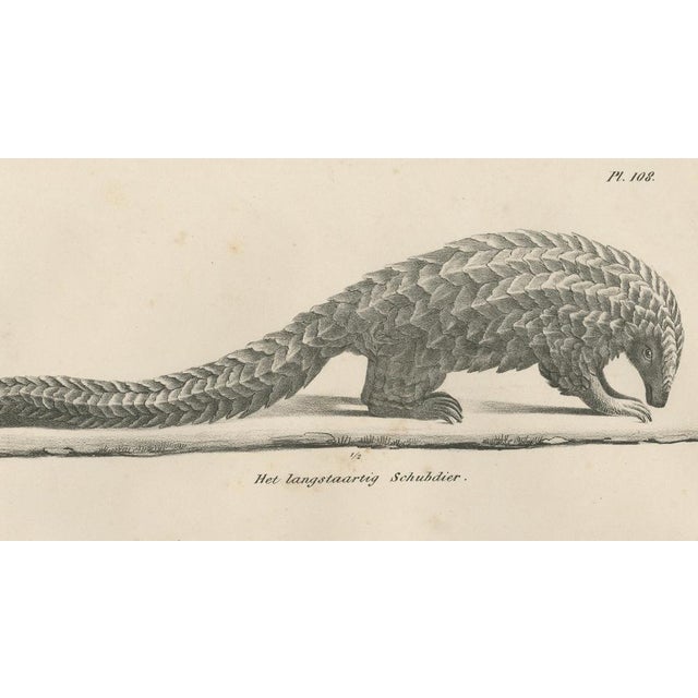 Schinz, Armadillo, Pangolin & Anteater, Lithographs, 1830, Set of 2 For Sale - Image 5 of 9