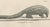 Schinz, Armadillo, Pangolin & Anteater, Lithographs, 1830, Set of 2 For Sale - Image 5 of 9