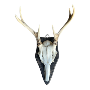 Early 1900s Deer Trophy 105 Black Forst Antlers