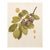 1900s U. P. Hedrick, Original Antique Photogravure of Gueii Plums For Sale
