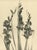 RARE! This is an original 1902 antique botanical photographic lithograph from a French portfolio of 4 volumes of...