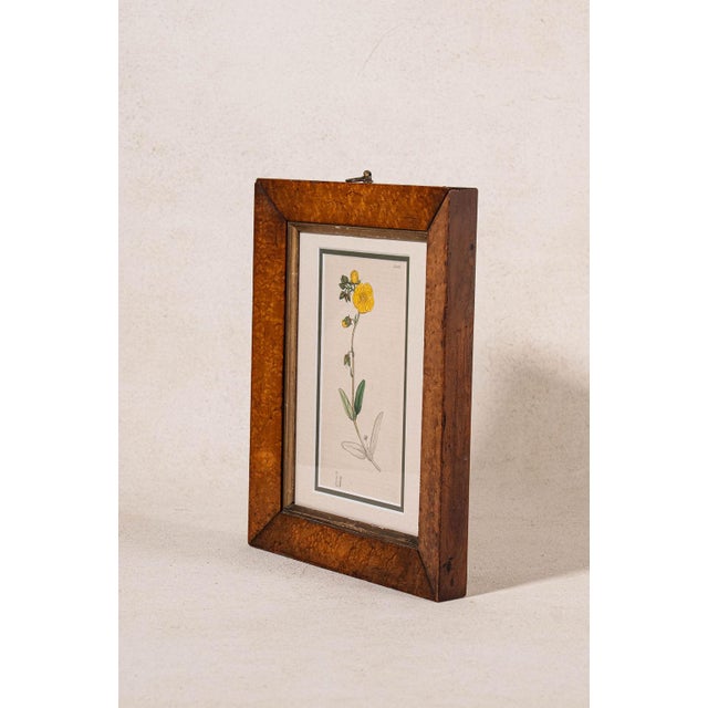 Antique Hand Colored Yellow Botanical Engraving (C. 1810) Double Matted in Antique Maple Frame