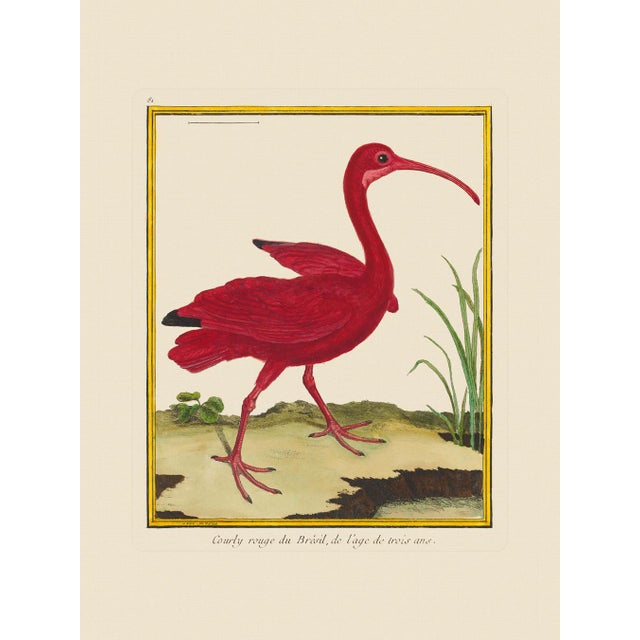 Shore Bird Grouping by Martinet Blue and Pink Giclee Reproductions For Sale - Image 4 of 11