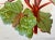 Late 19th Century Antique Botanical Print From England Showcasing a Red and White Elephant’s Ear Begonia Flower With Dark Green Foliage - Circa 1892 For Sale - Image 5 of 12
