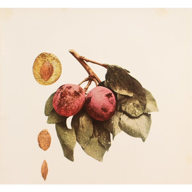 Farmhouse 1900s U. P. Hedrick, Original Antique Photogravure of Autumn Compote Plums For Sale - Image 3 of 7