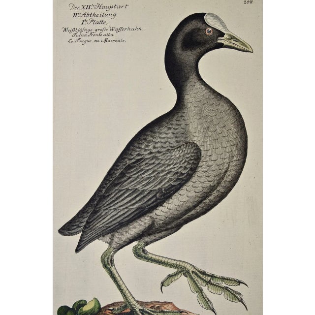 This is a rare 18th Century hand-colored copperplate engraving entitled "Wasserhuhn" (Coot) by Johann Leonhard Frisch ,...