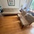 t.h. Robsjohn-Gibbings Sofa For Sale - Image 11 of 14