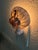 Sculpture Materials Natural Beach House Seashell Adorned Nightlight For Sale - Image 7 of 11