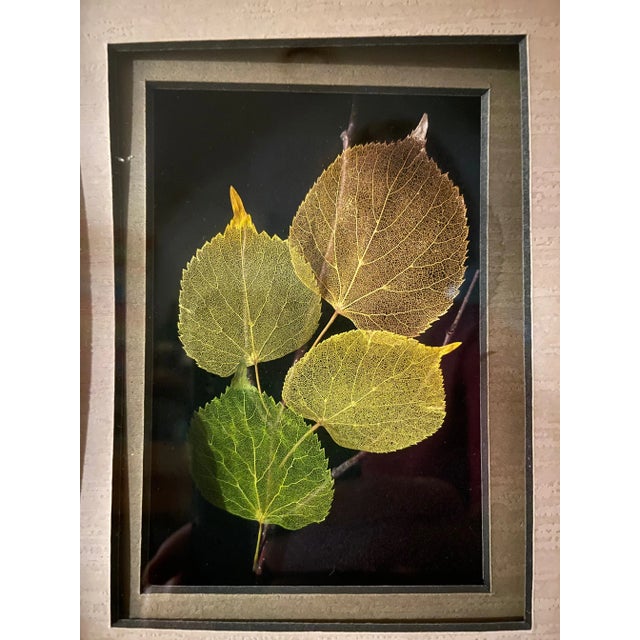 Wood 2000s Framed Etched Leaves by Booker Morey For Sale - Image 7 of 10