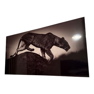 Hunting Lioness, Black and White Photograph, Attr. Laurent Baheux For Sale