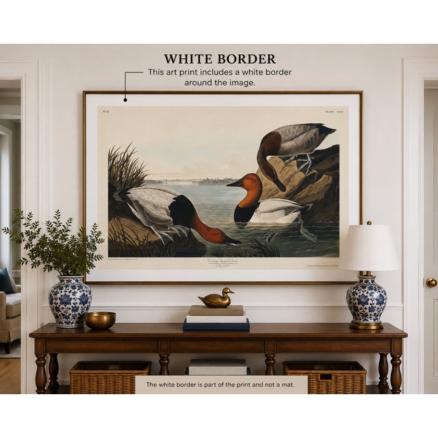 Vintage waterfowl artwork reproduced from Birds of America (1827) by John James Audubon and refined for modern printing....